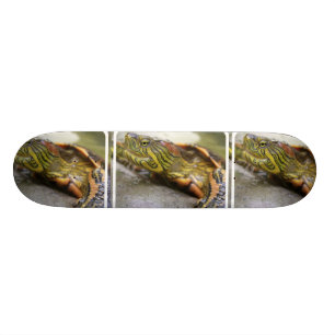 Sköldpadda Identifiering Skateboard