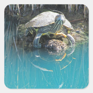 Sköldpadda på sten Vatten Reflektion Natur Fotogra Fyrkantigt Klistermärke