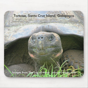 Sköldpadda Santa Cruz ö, Galapagos Musmatta