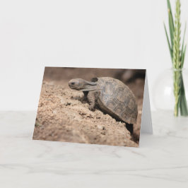 Sköldpadda utmaning kort