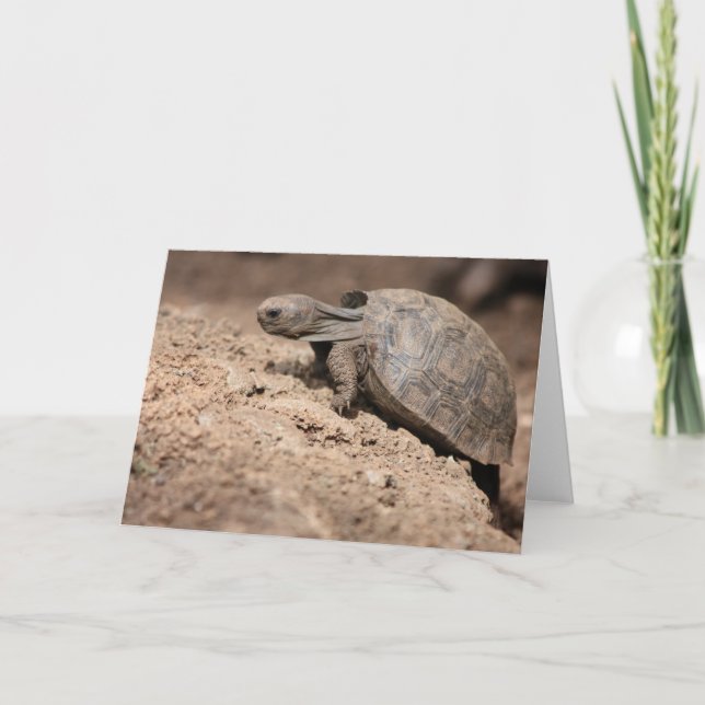 Sköldpadda utmaning kort (Framsida)