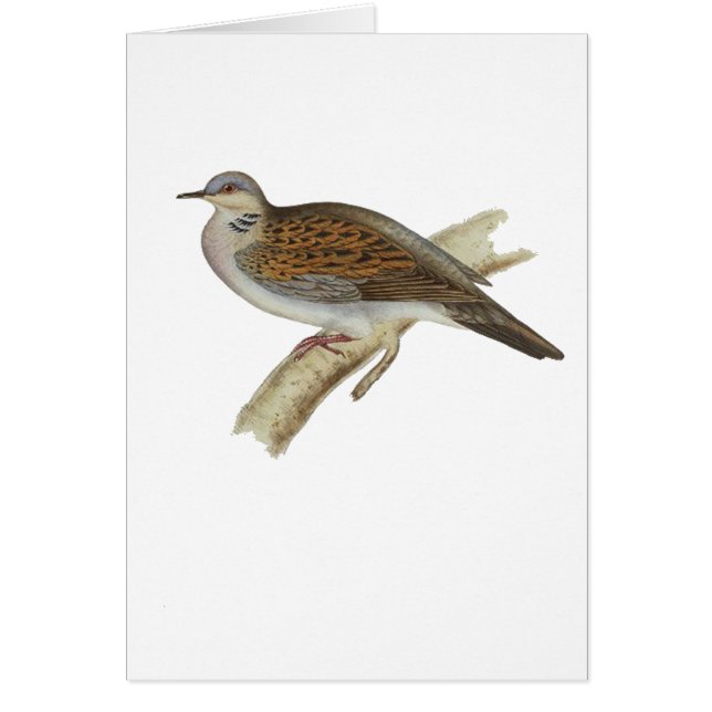 Sköldpaddaduva Hälsningskort (Framsidan)