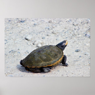 Sköldpaddafoto Poster