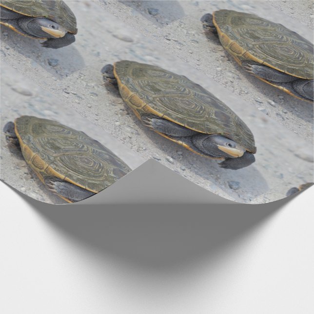 Sköldpaddafoto Presentpapper (Hörn)