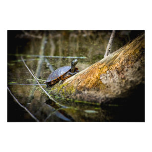 Sköldpaddan loggar fototryck