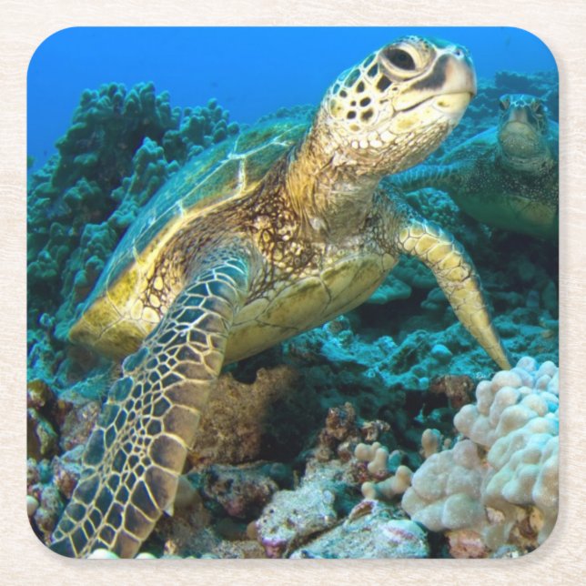 Sköldpaddan parar underlägg papper kvadrat (Framsidan)