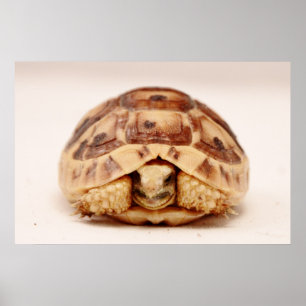 Sköldpaddanederlag i snäcka poster