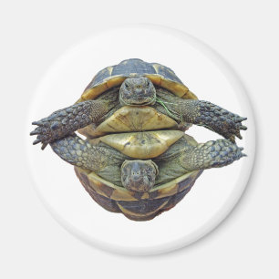 Sköldpaddarundamagnet Magnet
