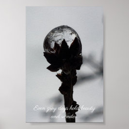 Sköldpaddor och frysta regndroppar poster