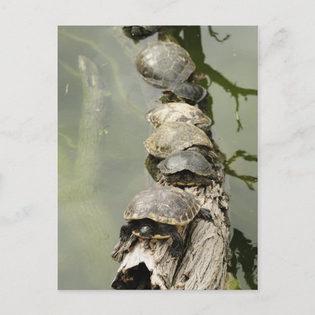 Sköldpaddor Vykort (Framsida)