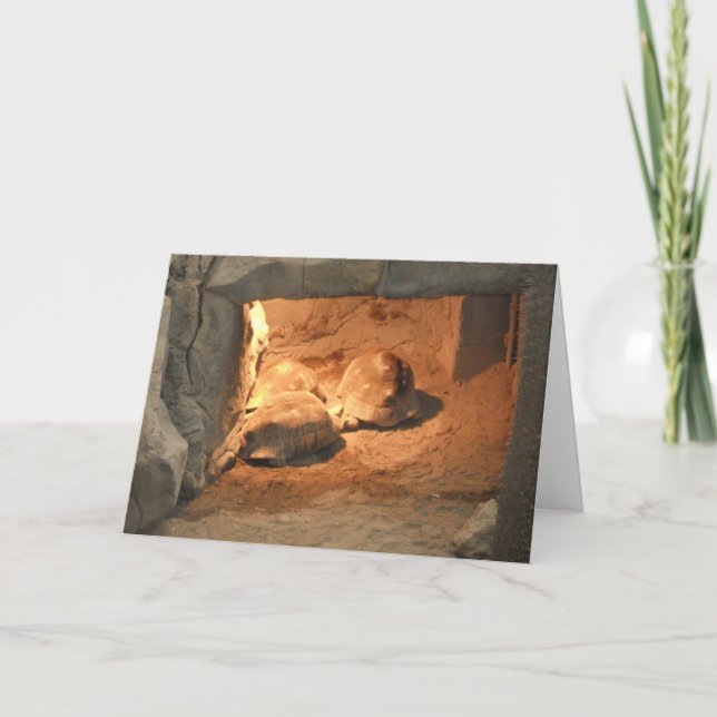 "Sköldpadds grotta" Snart frisk igen-kort Kort (Framsida)