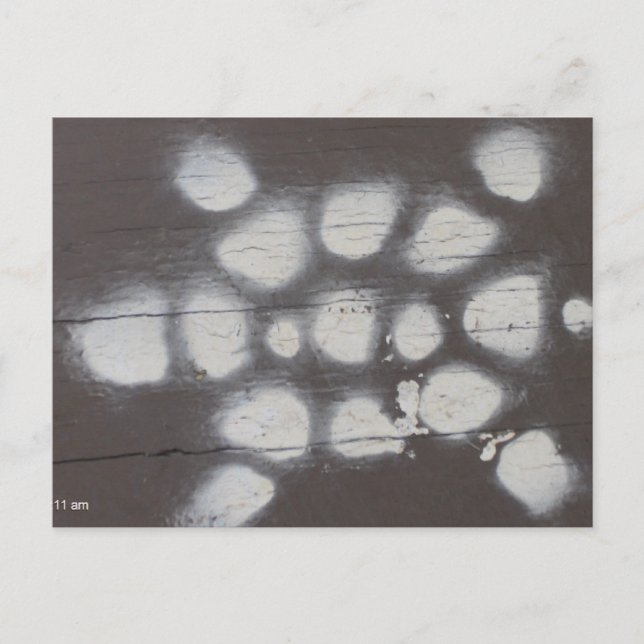 sköldpaddskorsning vykort (Framsida)