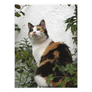 Sköldpaddsskal- och vitkatt fototryck