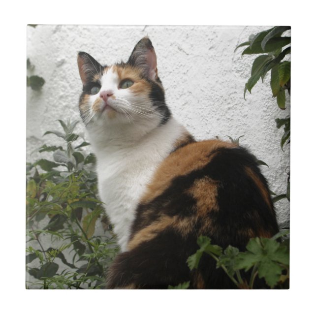 Sköldpaddsskal- och vitkatt kakelplatta (Framsidan)