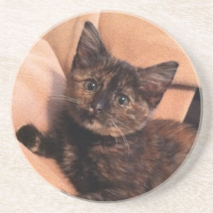Sköldpaddsskal Tortie, Tortie kattunge, kattunge, Underlägg