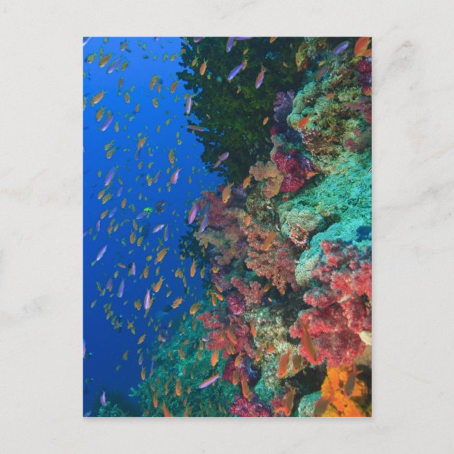 Skolfairyabborrar (Pseudanthias Vykort (Framsida)
