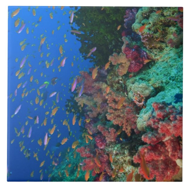 Skolfairyabborre (Pseudanthias Kakelplatta (Framsidan)
