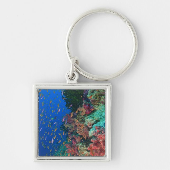 Skolfiskar Fairy Basslets (Pseudanthias Fyrkantig Silverfärgad Nyckelring (Framsidan)