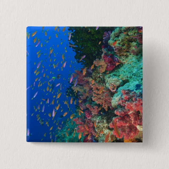 Skolfiskar Fairy Basslets (Pseudanthias Knapp (Framsida)
