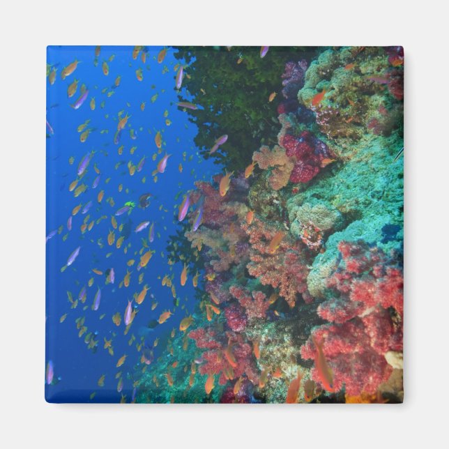 Skolfiskar Fairy Basslets (Pseudanthias Magnet (Framsidan)