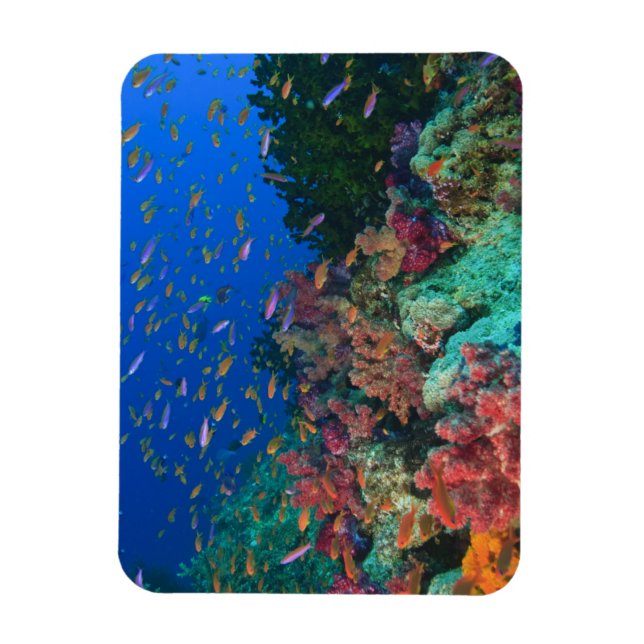 Skolfiskar Fairy Basslets (Pseudanthias Magnet (Vertikal)