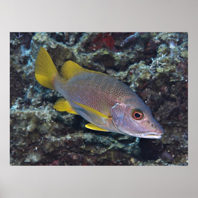 Skolmästare Poster (Framsidan)