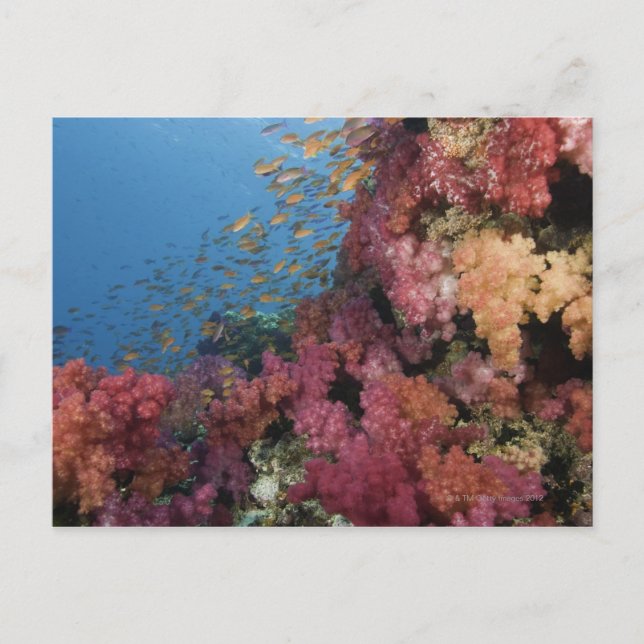 Skolmjölksbasslets 2 vykort (Framsida)