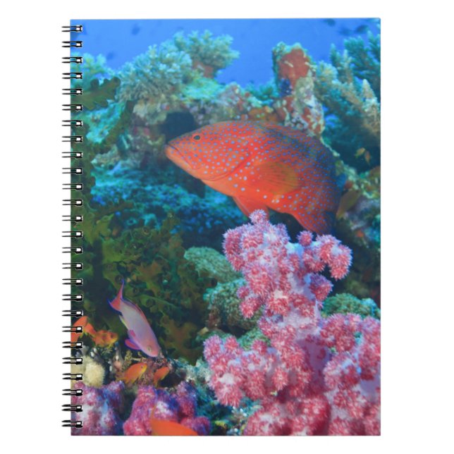 skolning Fairy Basslets  (Pseudanthias Anteckningsbok (Framsidan)