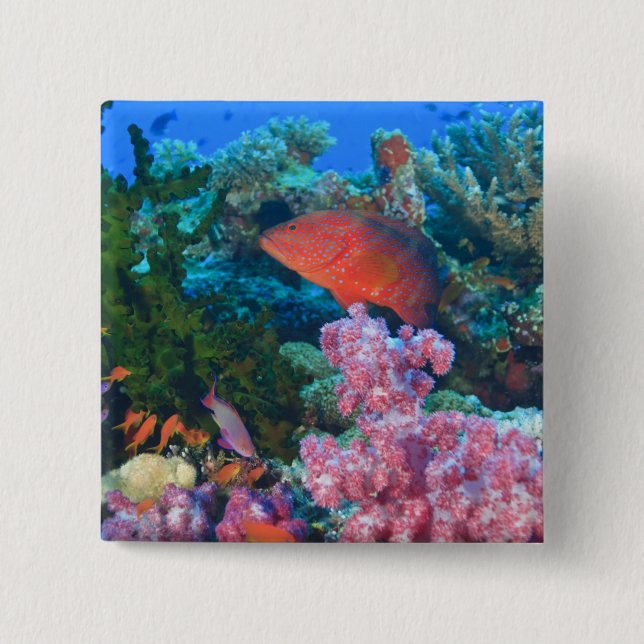 skolning Fairy Basslets  (Pseudanthias Knapp (Framsida)