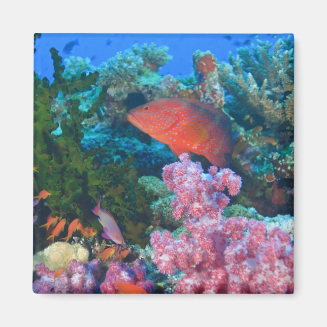 skolning Fairy Basslets  (Pseudanthias Magnet (Framsidan)