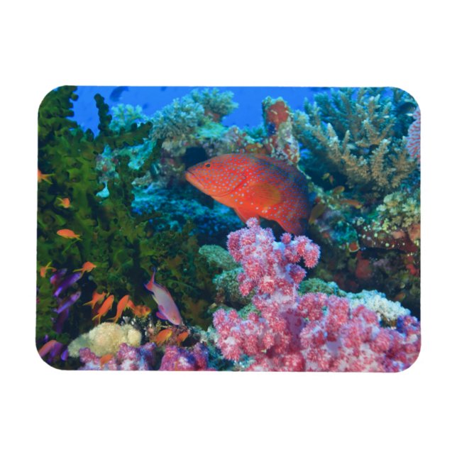 Skolor Fairy Basslets (Pseudanthias) Magnet (Horisontell)