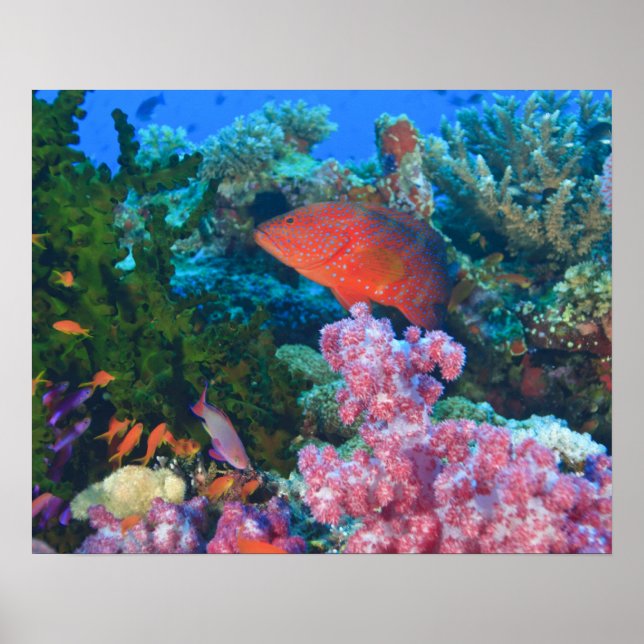 Skolor Fairy Basslets (Pseudanthias) Poster (Framsidan)