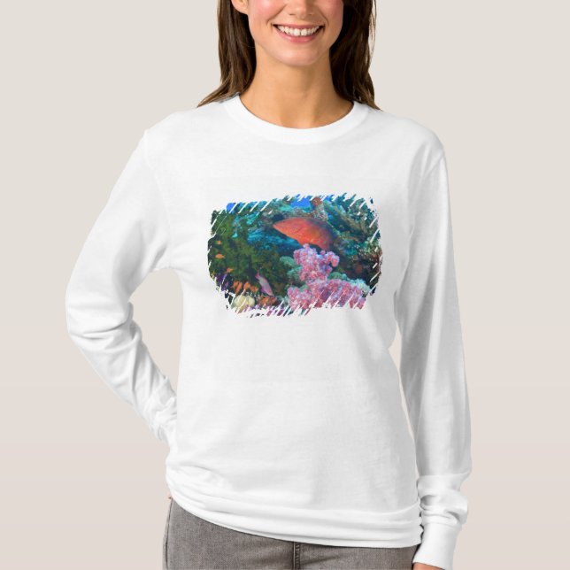 Skolor Fairy Basslets (Pseudanthias) T Shirt (Framsida)
