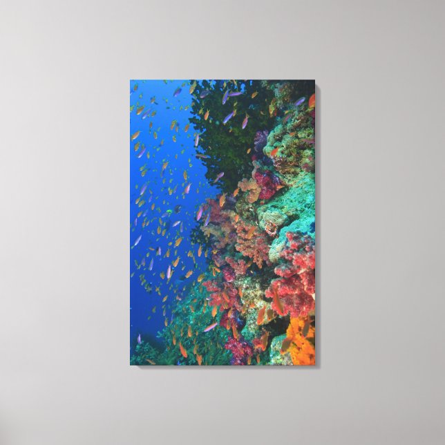 Skolor, feta basslets (Pseudanthias) Canvastryck (Framsida)