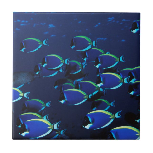 Skolpulver Blue Surgeonfish Kakelplatta (Framsidan)