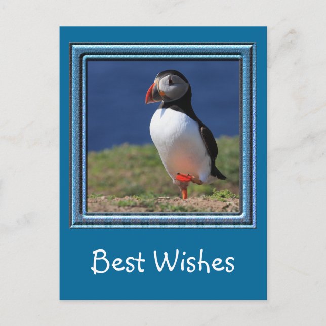 Skomer Island Lunnefåglar Vykort (Framsida)