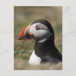 Skomer Island Lunnefåglar Vykort