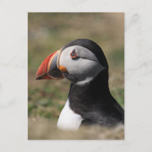 Skomer Island Lunnefåglar Vykort