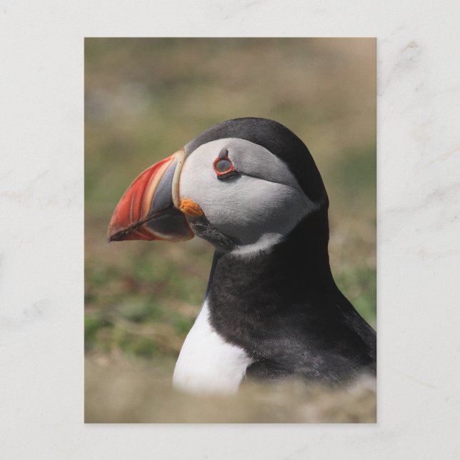 Skomer Island Lunnefåglar Vykort (Framsida)