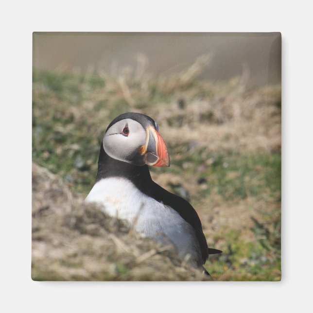 Skomer Island Puffins Magnet (Framsidan)