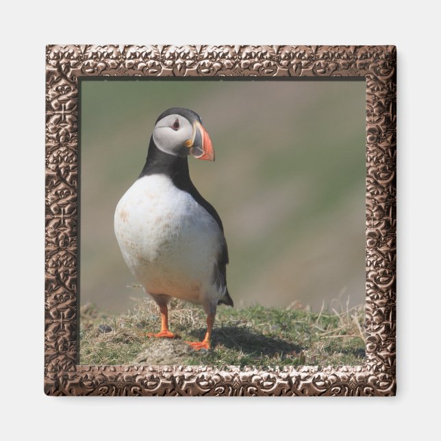 Skomer Island Puffins Magnet (Framsidan)