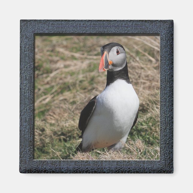 Skomer Island Puffins Magnet (Framsidan)