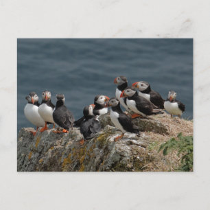 Skomer Island Puffins Vykort