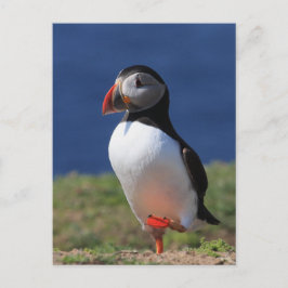 Skomer Island Puffins Vykort