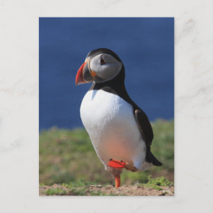 Skomer Island Puffins Vykort