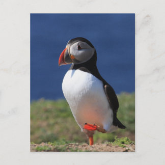 Skomer Island Puffins Vykort