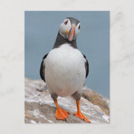 Skomer Island Puffins Vykort
