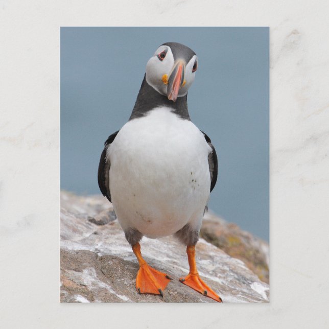 Skomer Island Puffins Vykort (Framsida)