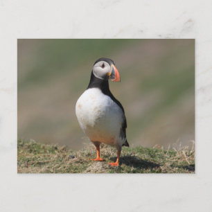 Skomer Island Puffins Vykort