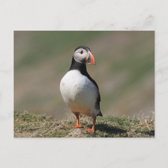 Skomer Island Puffins Vykort (Framsida)